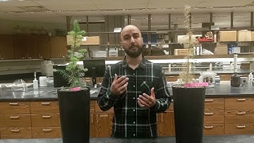 Computed tomography of tree root systems under drought