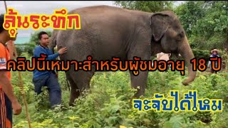 คลิปนาที❗️วิ่งจับช้าง⁉️ช้างพังหลุดมือควาญไม่ให้จับ วุ่นวายกันทั้งหมู่บ้าน| दौड़ता हुआ हाथी|elephant