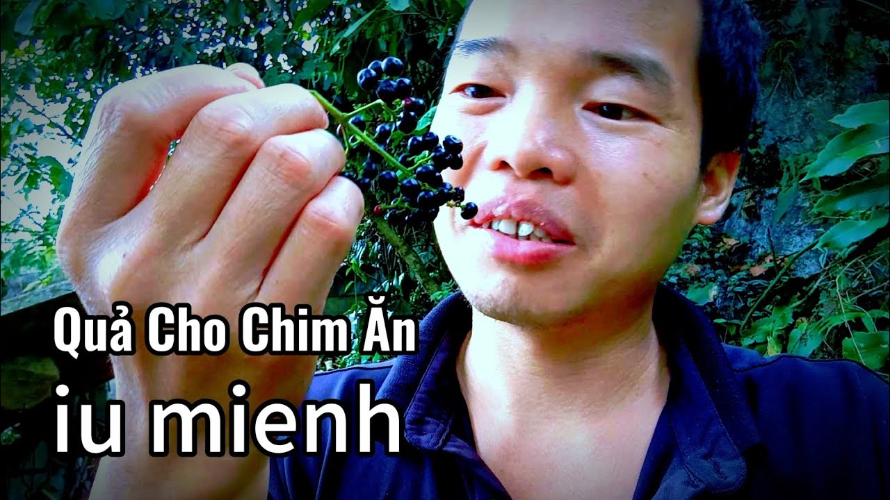 iu mienh - dân tộc dao đỏ tuyên quang cuộc sống hàng ngày 