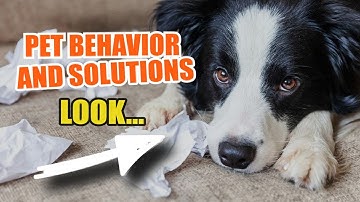 PET BEHAVIOR: 🐶👍 Common Issues and Solutions