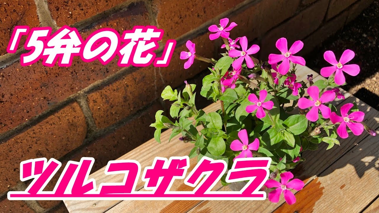 花 ツルコザクラの育て方 植え付け Youtube