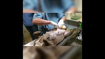 How do you know if your dog needs C-section?