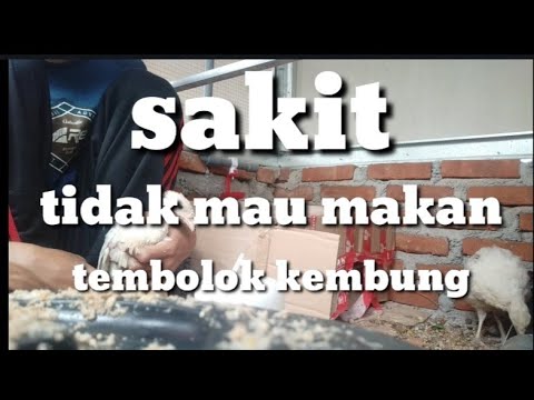 Video: Pelana Turki Kosong - Gejala, Pengobatan Dan Pencegahan