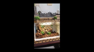 Aquarium with a simple styrofoam box | Hồ cá bằng thùng xốp đơn giản