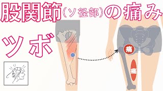 股関節（鼠径部）〜内もも痛い原因になる筋肉とツボ｜開脚ストレッチで痛い