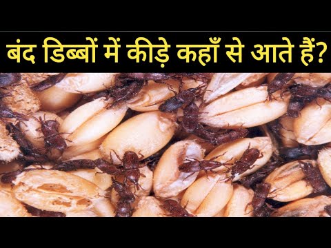 वीडियो: मांगे घुन कहाँ से आते हैं?