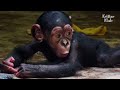 This Baby Chimpanzee Almost Went To Heaven Because Of His First-Time Mother | Kritter Klub