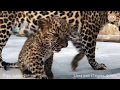 Злые леопарды :) Тайган. Крым | Angry leopards