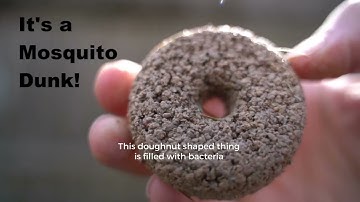 Mosquitos Suck. Here