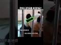 푸바오의 감각모는 왜 잡으시는거예요?