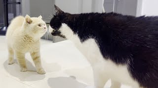 New Kitten Meets Cat For The First Time