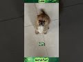 “What Your Dog’s Tail Is Saying!” #shorts #DogLife