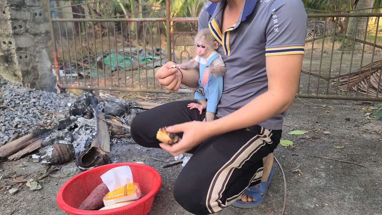 Tini the monkey family went to roast corn together