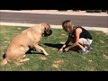 How to Teach Mastiff to Play Dead