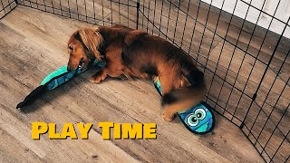Mini Dachshund Play Time Cute Dog Video 4K