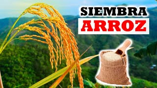 Como sembrar ARROZ - Tu Profe TV