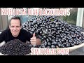 PANEN BESAR BUAH BLACKCURRANTS DI INGGRIS || SEMUA MASAK POHON BURUNGPUN DOYAN