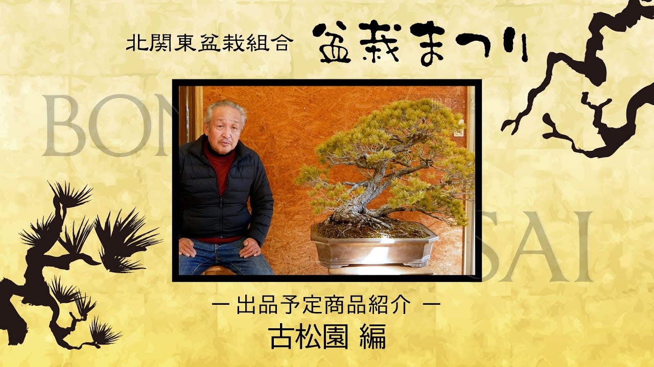 鹿沼市花木センター】出品盆栽紹介 カマツカ / 黒松2点 / 那須五葉松