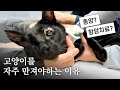 고양이 만지다 종양 발견했습니다 [예방접종 부작용]