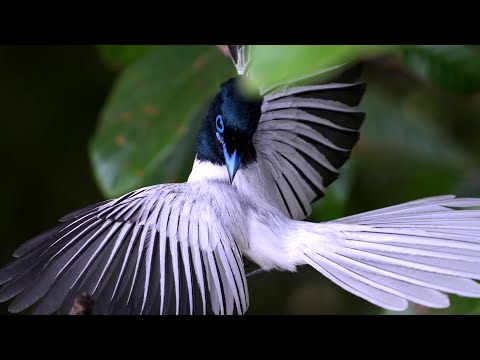 Video: Small flycatcher bird: description, distribution, nutrition and interesting facts