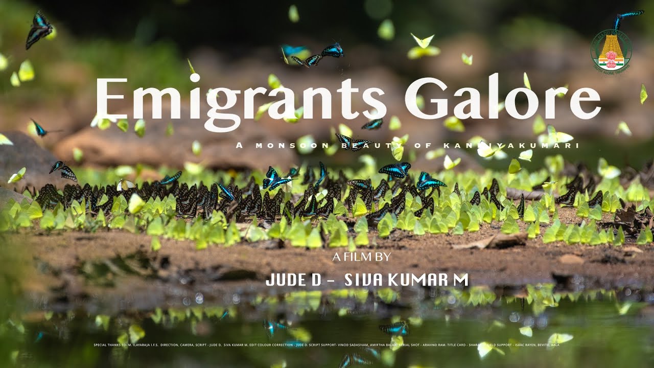 Emigrants Galore - Monsoon beauty of Kanyakumari Wildlife Sanctuary