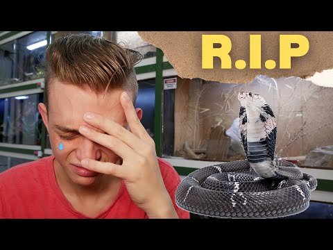 TRAGEDY! My Cobra Is Dead