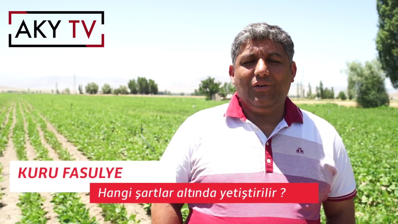 Kuru Fasulye Yetiştiriciliği - akytv.com