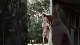 Can dog attack Kangaroo ? :)