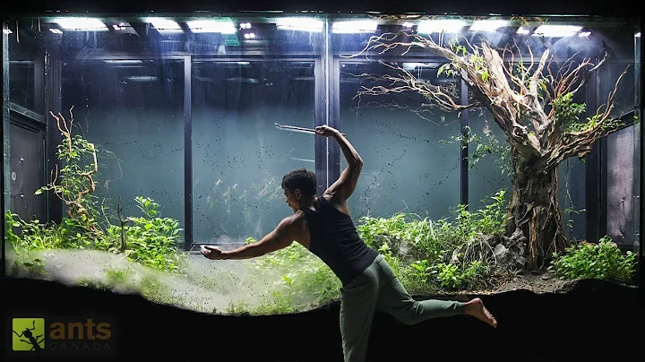 An ANT WAR Broke Out in My Giant Grasslands Vivarium