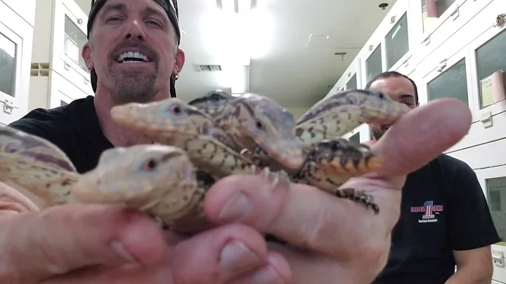 Talking IBD in Boas and Pythons with Kevin McCurley