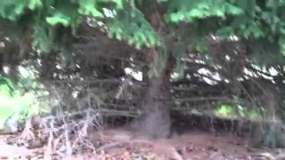 The big,the bad & the ugly pine tree removal part 1