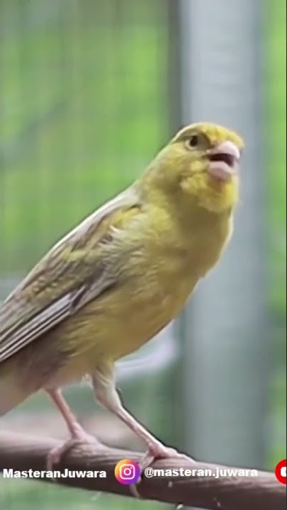 Kenari Isian Lovebird Ngekek #short #kenarigacor