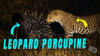 Leopard Stalks and Attempts to Capture Porcupine at Night