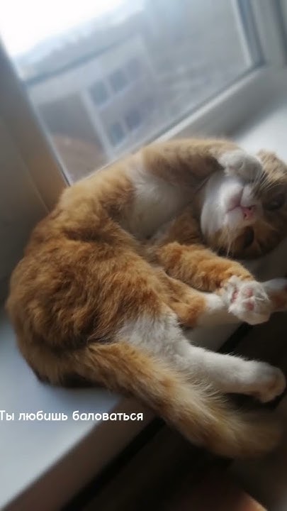 Рыжий кот😍 #любовьмоя #рыжийкот #кошачьяжизнь #кот - YouTube