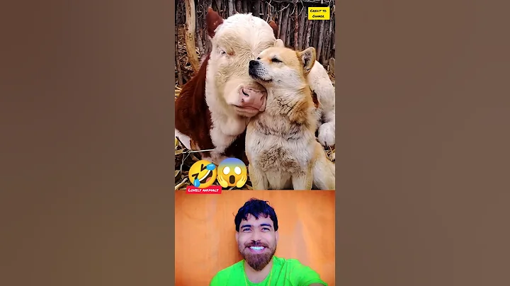 Video 11688161: cats dogs pets laugh, cat funny pets dog, cat dog animals pets