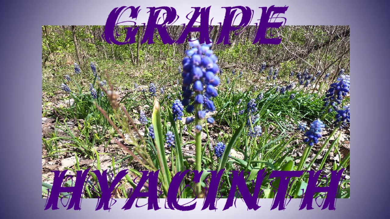 Grape Hyacinth A Spring Perennial And Old World Food YouTube