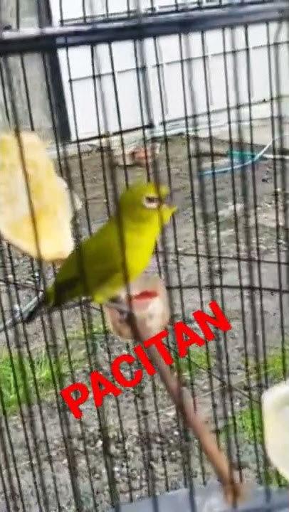 Dakun Pacitan Gacor Full Nembak