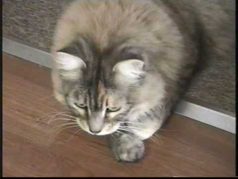 Retired ninja cats - Fatmandoo (aka Dewey) and Lil...