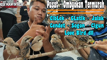BURUNG OMBYOKAN TERLENGKAP !!! CibLek - GLatik - Jalak - Cendet - Sogon - Cigun - Love Bird dll