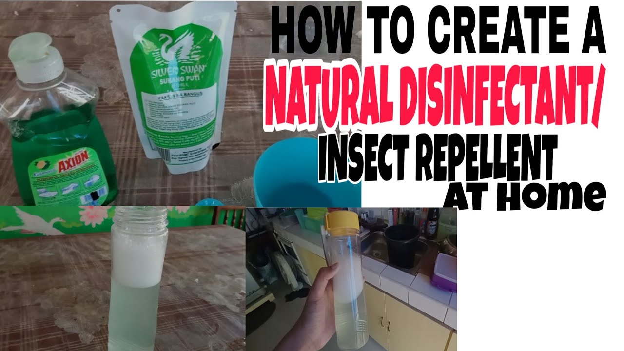 HOW TO CREATE A NATURAL DISINFECTANT/INSECT REPELLENT at home II How To Do That Ph YouTube