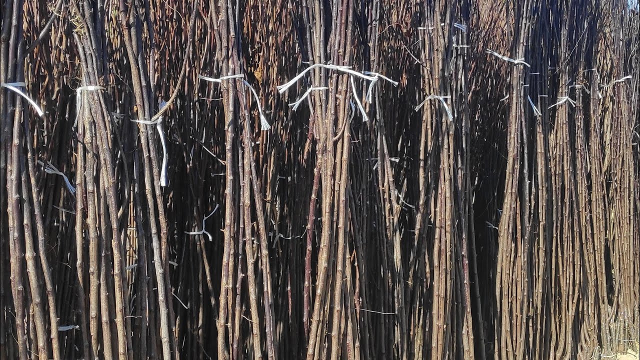 SAVET: šta raditi sa mladom sadnicom voća u proleće ???