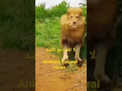 لا تلعب مع الأسد 