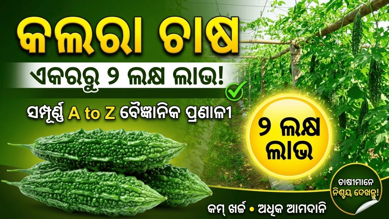 କଲରା ଚାଷ: ଏକରରୁ ୨ ଲକ୍ଷ ଲାଭ! ସମ୍ପୂର୍ଣ୍ଣ A to Z ବୈଜ୍ଞାନିକ ପ୍ରଣାଳୀ | Bitter Gourd Farming Odisha