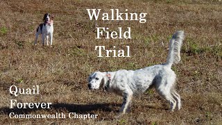 Bird Dog Point Back Retrieve Walking Quail Forever Field Trial Jan 2022