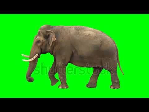 Green screen elephant video - YouTube