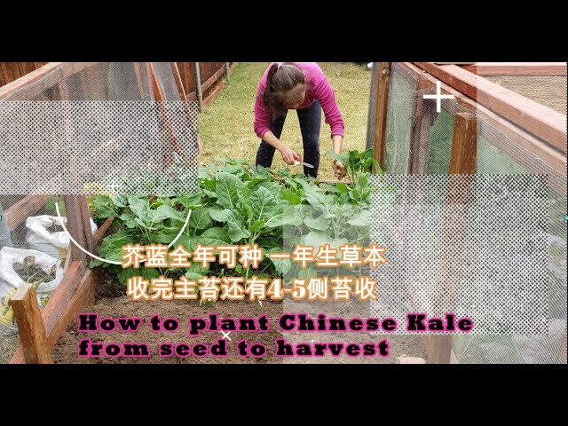 美味芥兰 全年可种 收主苔侧苔how To Plant Chinese Kale From Seed To Harvest Youtube