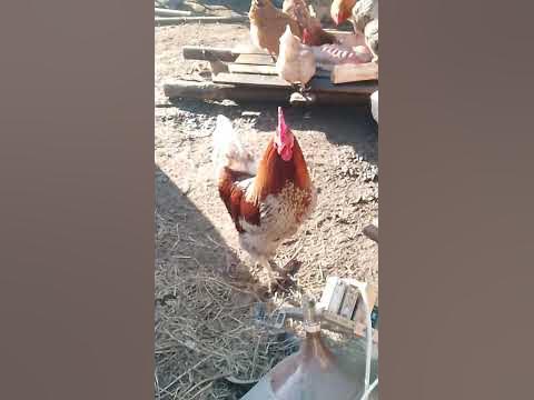 Петушара - YouTube