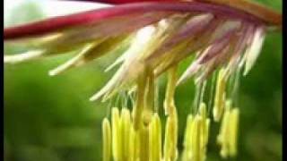 Unapanduraka Mal Pipila