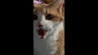Meowing Cat Makes A Point