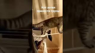 Кот Хотел Принести Трусы #Рек